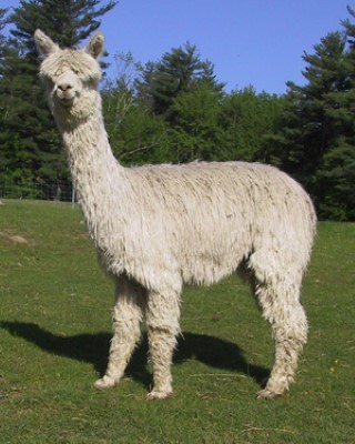 Alpaca For Sale - Bouldermont's Casandra at Bouldermont Farm Suri Alpacas 